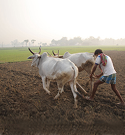 Livestock Policy Livestock Policy